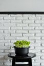 Organic sunflower sprout in flowerpot on white brick background Royalty Free Stock Photo