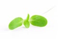 Organic sunflower sprout