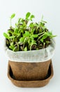 Organic Sunflower Sprouts in White Background