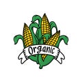 Organic corn on the cob illustration on white background