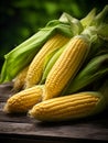 Organic sweet corn, sweet corncob