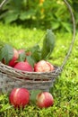 Sweet nectarines with leaves in basket outdoor.