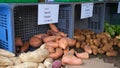 Sweet potatoes and potatoes sell in organic weekend market. Royalty Free Stock Photo