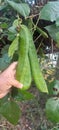 Organic sword beans