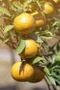 Organic tangerine ready for harvest