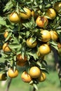 Organic tangerine ready for harvest