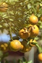 Organic tangerine ready for harvest