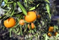 Organic Tangerines on Tree Royalty Free Stock Photo