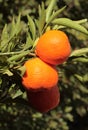 Organic Tangerines on the tree, Silves, Algarve, Portugal. Royalty Free Stock Photo