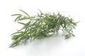 organic tarragon and a white background