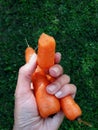 Organic tasty carrots in hand