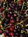 Organic tasty dark red cherries