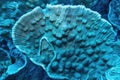 Organic texture of the Elephant Ear coral. Abstract blue background Royalty Free Stock Photo