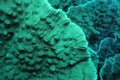 Organic texture of the Elephant Ear coral. Abstract green background Royalty Free Stock Photo
