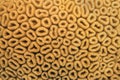 Organic texture of the honeycomb hard coral - Favia Favus Royalty Free Stock Photo