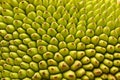 Organic Texture of a Jack fruit`s outer skin.