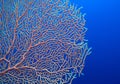 Organic texture of Pink Sea Fan or Gorgonia coral Annella mollis. Abstract background Royalty Free Stock Photo