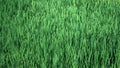 Organic texture of young green cattail leaves on a sunny summer morning. Background