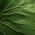 Organic Textured Leaf Close-up Shot Of Chrysanthemum Leaf In Uhd