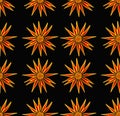 Organic textured pattern orange flowers on black seamless, beautiful daisy chamomile background wallpaper, nature conception