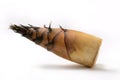 Organic Thai bamboo shoot on white background. Royalty Free Stock Photo