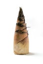 Organic Thai bamboo shoot on white background. Royalty Free Stock Photo