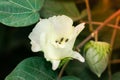 Organic Thai hybrid variety cotton crops or cotton flowers on the cotton crops in the cotton field india