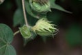 Organic Thai hybrid variety cotton crops or cotton flowers on the cotton crops in the cotton field india