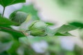 Organic Thai hybrid variety cotton fruits or cotton ball on the cotton crops in the cotton field india with blur background of