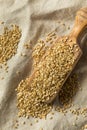 Organic Toasted Sesame Seeds