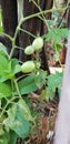 Organic tomato grown in the backyard