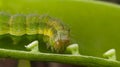 Helicoverpa zea on leaf in indian village image Corn earworm Insects image