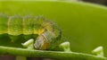 Helicoverpa zea on leaf in indian village image Corn earworm Insects image