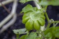 Organic tomato Royalty Free Stock Photo