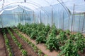 Organic tomato and pepper plants in a greenhouse and drip irrigation system Royalty Free Stock Photo