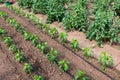 Organic tomato and pepper plants in a greenhouse and drip irrigation system Royalty Free Stock Photo