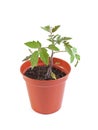 Organic tomato plant Royalty Free Stock Photo