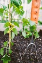 Organic Tomato Plant Royalty Free Stock Photo