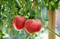 Organic tomato plant and fruit, giant tomatoes growing Royalty Free Stock Photo