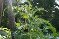 Organic Tomato Plant Growing in Cottage Garden.