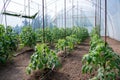 Organic tomato plants in a greenhouse and drip irrigation system Royalty Free Stock Photo