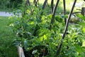 Organic Tomato Plants Growing in Garden.