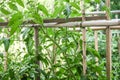 Organic tomato plants growing outdoors in a garden, homegrown Royalty Free Stock Photo