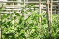 Organic tomato plants growing outdoors in a garden, homegrown Royalty Free Stock Photo