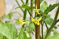 Organic tomato plants with yellow flowers Royalty Free Stock Photo