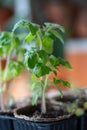 Organic tomato seedlings growing from seed at home..