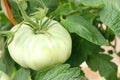 Organic tomato on the vine Royalty Free Stock Photo