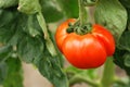 Organic tomato on the vine Royalty Free Stock Photo