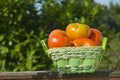 Organic tomatoes in a basket Royalty Free Stock Photo