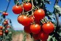Organic tomatoes. fresh, ripe, vibrant, and nourished by the warmth of the suns rays